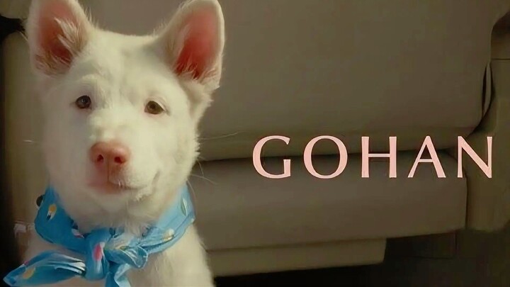 [MOVIE] GOHAN - Film Thailand Terbaru 2026 Tentang Seekor Anjing Lucu Dengan 4 Owner!!!