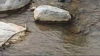cast netting in Nepal | himalayan trout fishing with handmade cast net |