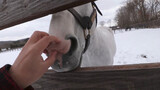 (รวมสัตว์โลก) ม้าสีขาวกลางหิมะอยู่ริมคอกเลยถือโอกาสสัมผัสเขา