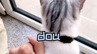 I suddenly realized that cats are musical instruments