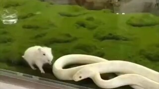 Oh my gosh, this is the first time I've ever seen a "spectacled" snake!