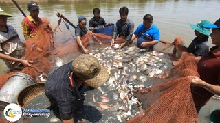 Đìa Cá Lâu Năm, Cả Xóm Bao Lưới Trúng Ổ Cá Khủng | Hội Ngộ Miền Tây - Tập 231