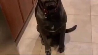 The dog gradually developed a murderous intention!!!