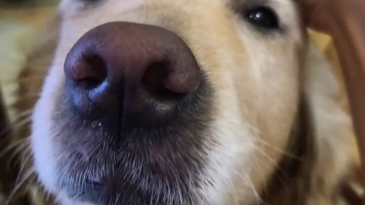 Có chó thì đừng hòng chơi máy tính…