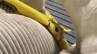 Mari kita coba kucing ini...
