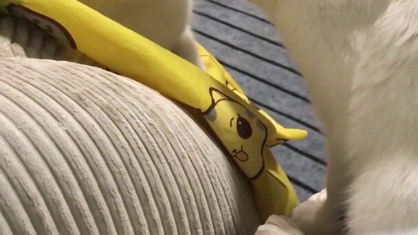 มาลองดูเจ้าแมวตัวนี้กันดีกว่า...