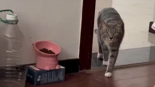 Apakah Anda berjalan tanpa mengeluarkan suara apa pun?