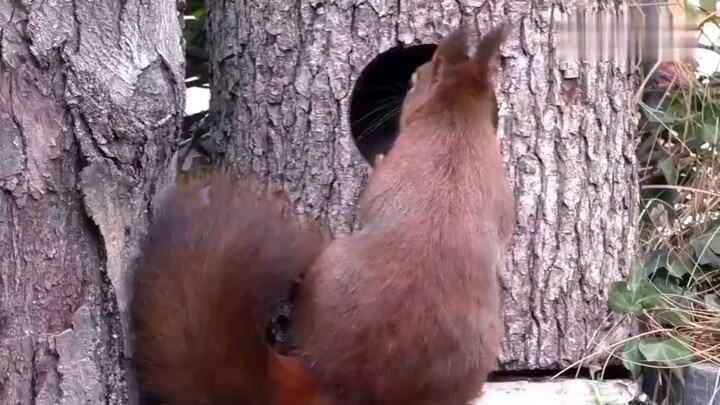 Sóc phơi bông cũng đáng yêu quá đi mất 8