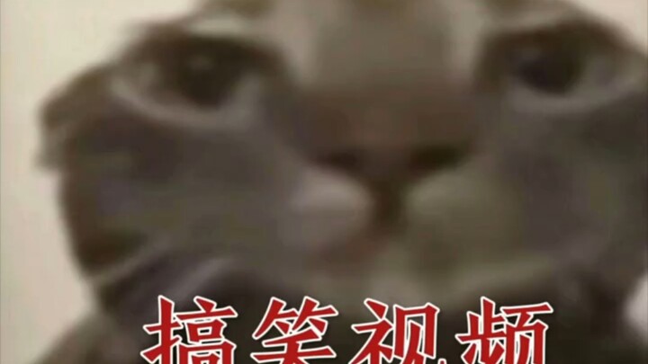 搞笑视频🌝