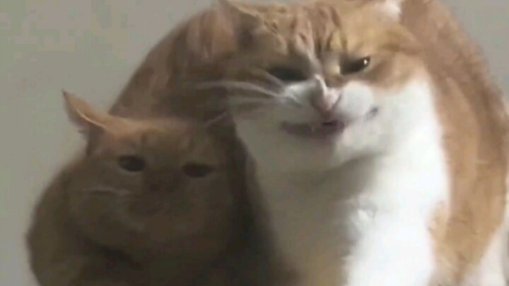 Inilah kombinasi jurus kami yang penuh semangat!