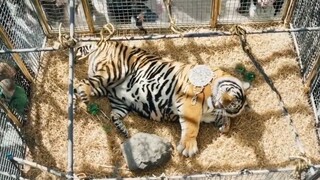 OpenAI sora最新生成的视频！！