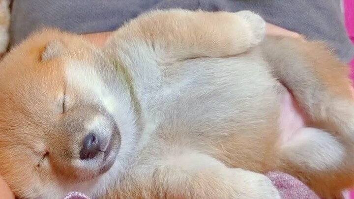 Seperti boneka berbulu! Anak Shiba Inu yang tertidur di pangkuan ayahnya [Shiba Inu Shiro Suki]