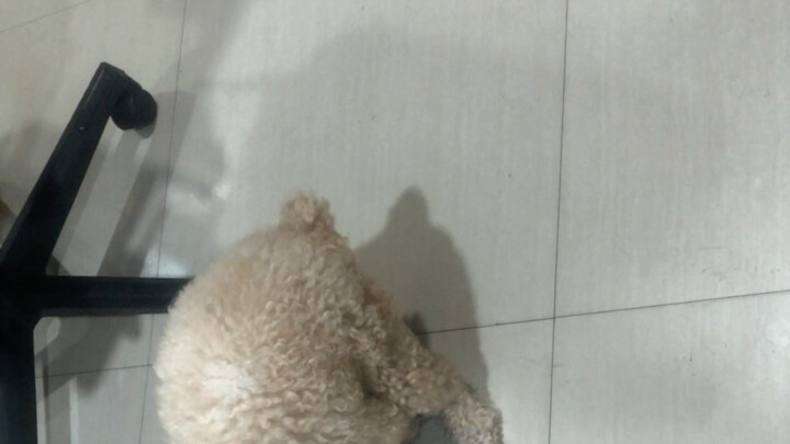 Cười chết mất, chủ yếu là vì cô ấy là “chó cái”, mèo thì là “mèo cái” — cả hai đều chẳng đứng đắn gì