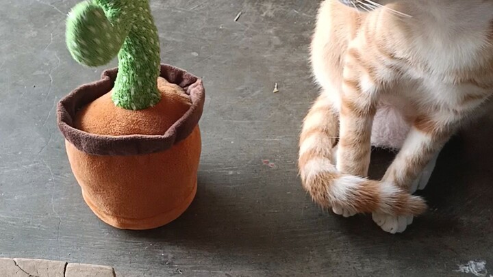 kucing