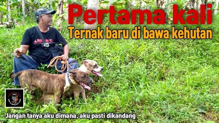 Si arak makin jauh kejarannya