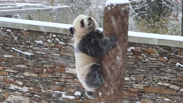 [Hewan] [Panda] Bermain di Salju Bersama Mama