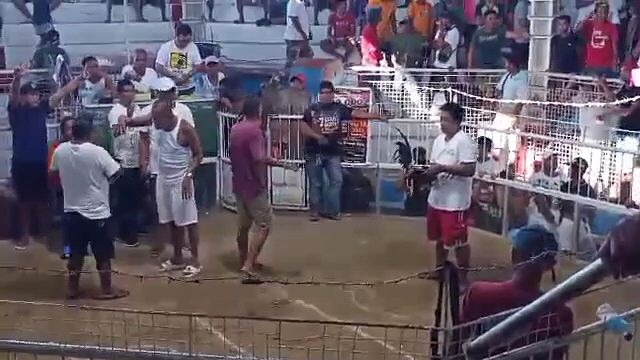 donsol arena. 2cock 1first fyt win.