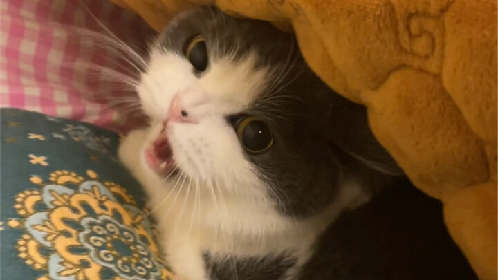 يا هذه العجوز الشريرة! تلفّق التهم لأمي!