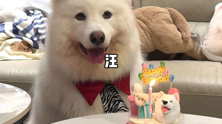 Which puppy celebrates its birthday by singing “Happy Birthday” all by itself, hahaha!
