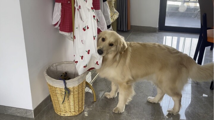 Sakura is so conceited! A dog must wear clothes when going out