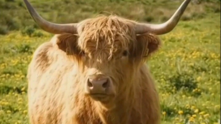 You found peace in the Scottish Highlands 🌾 #Shorts#HighlandCow#ScottishHighlands#NatureLovers#