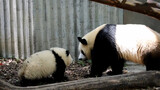 Panda He Hua: Chen Yuanrun, Stop Dragging Me by My Neck