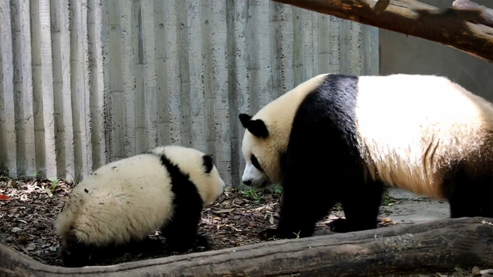 Panda He Hua: Chen Yuanrun, Stop Dragging Me by My Neck