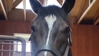 [Horse Racing Daily] The northern black horse is curious about you~