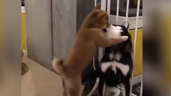 أنا لست حتى بقدر كلب!