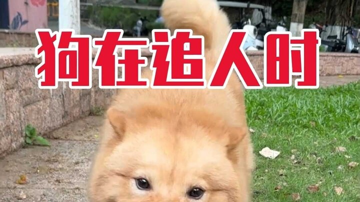 Why do dogs suddenly become timid the moment a person they’re chasing stops?