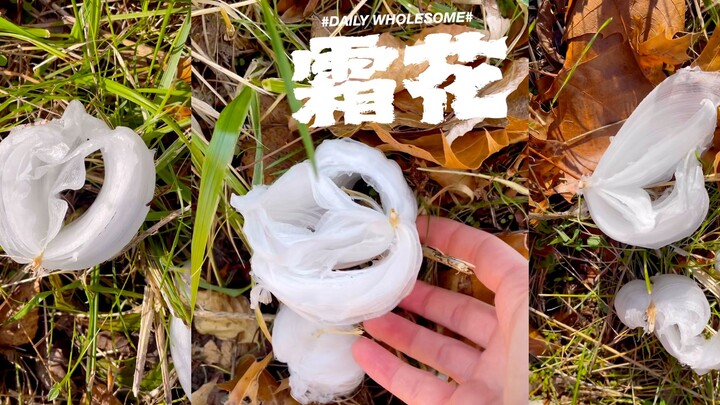 宝，你有见过霜花吗？