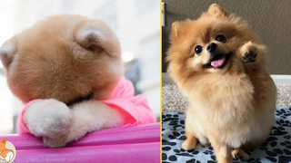 Cute Mini Pomeranian Funny and Cute Pomeranian Videos CuteVN