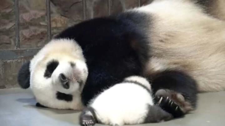 [Hewan]Panda Cheng Da sangat mengantuk