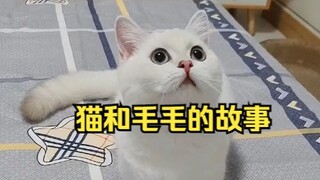Kisah Kucing dan Bulu