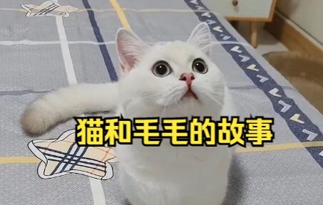 เรื่องราวของแมวและขนปุย