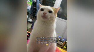 mèo lợn cat catsoftiktok catlover lan xuhuong mèosimmy