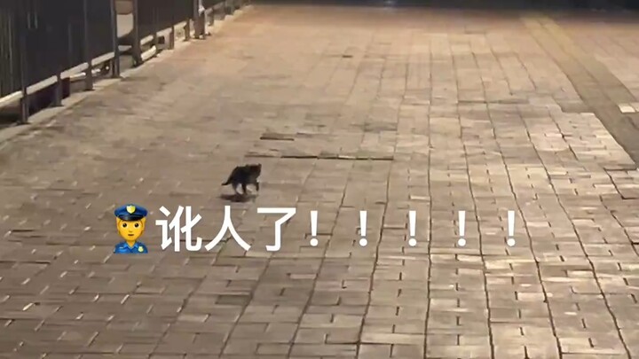 The little kitten’s pulling a scam! So cute! It just learned to walk—its running style is all wobbly