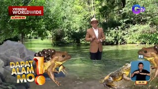 Isang uri ng palaka, may itlog sa likod?! | Dapat Alam Mo!