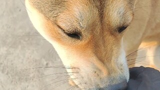 ดื่มด่ำกับพิธีกรรมระดับสูงสุดในโลกของสุนัข