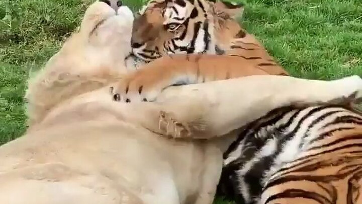 The little male tiger, just starting to explore his emotions, spends all day cuddling a big male lio