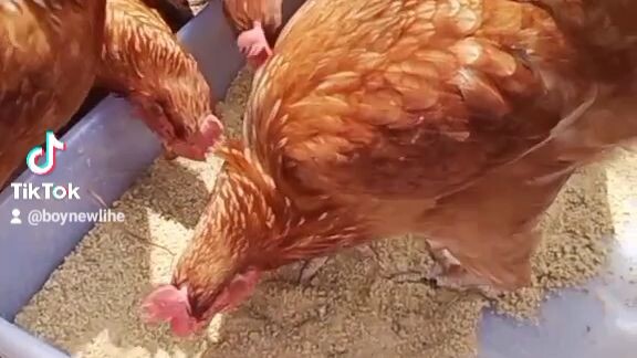 จุดเริ่มต้นการเลี้ยวไก่ไข่