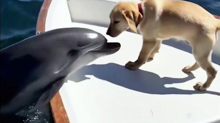 What happens when a dog meets a dolphin? #Dolphin #CuddlyDog #Healing #MarineLife #AllThingsHaveSpir
