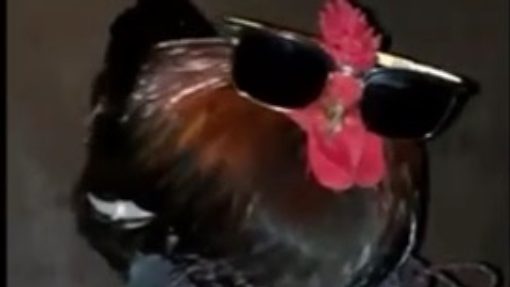 Dripped out chickens