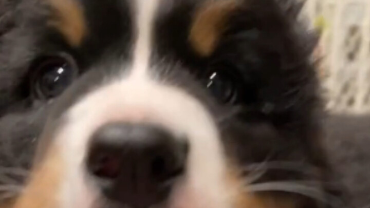 Ding-dong, ding-dong—open the door, it’s Xiao Bo! (Bernese Mountain Dog)