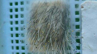 豆腐和米饭上的奇怪霉菌是须霉