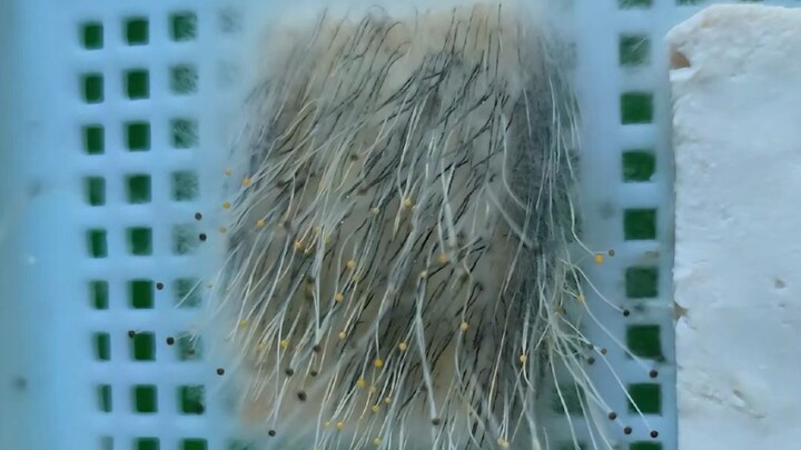 豆腐和米饭上的奇怪霉菌是须霉