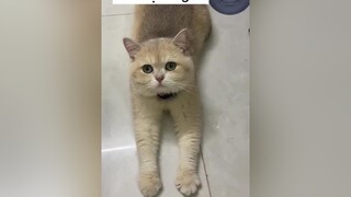 Bị đi ngoài xong n còn đi bậy nx đến khổ #mèo meohay meow cat meomeo