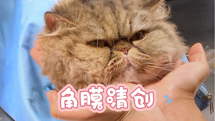 二月份刚做了右眼手术，取出坏死的病灶，结果今天又来了，左眼又角膜溃疡了