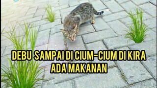 Astagfirullah Sedih Kucing Di Kota Besar Sampai Kelaparan Mau Vaksin Malah Lihat Kucing Lapar