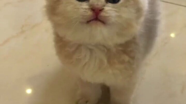 Always follows me around, ready to come whenever I call.